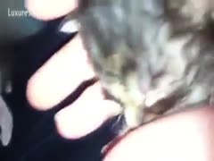 Bizarre brute fetish clip featuring a mother I'd like to fuck letting a kitten suck her big nipp